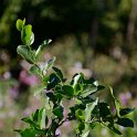 Quillajia saponaria (2)